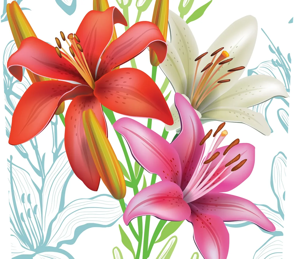 Colorful Lily Flowers Botanical