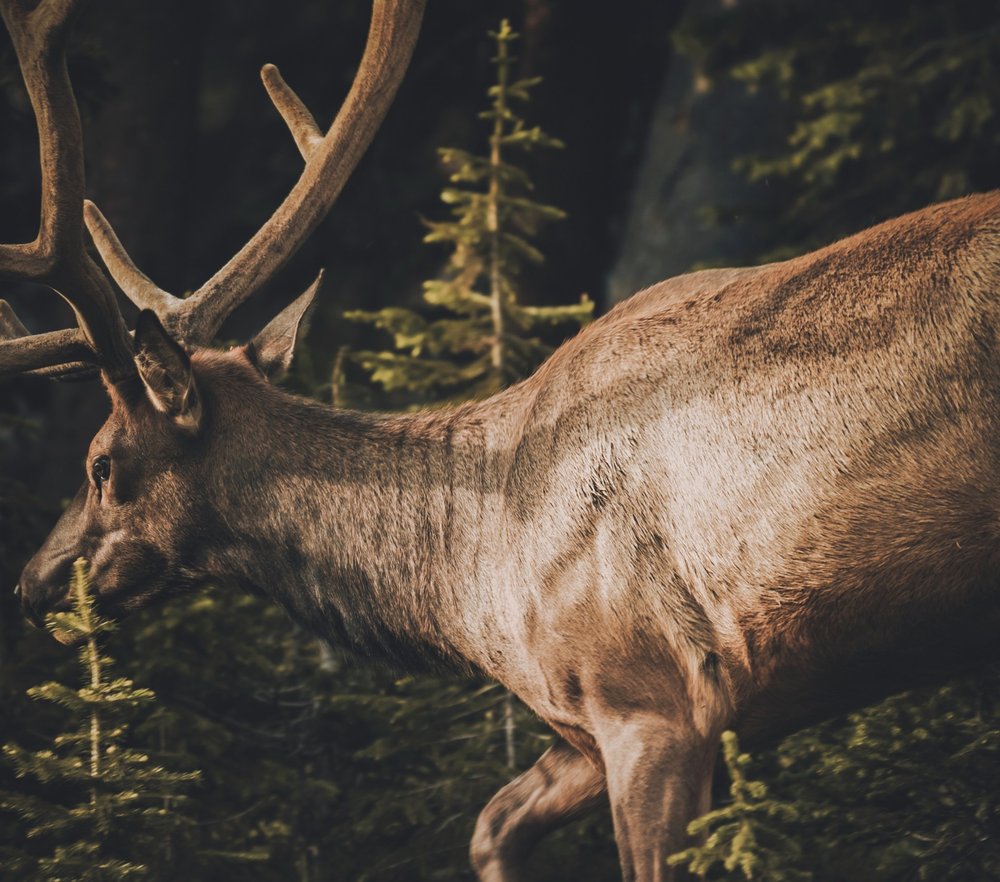 Elk in Forest Wildlife