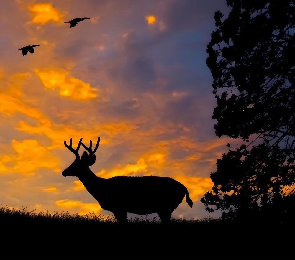 Deer Silhouette Sunset