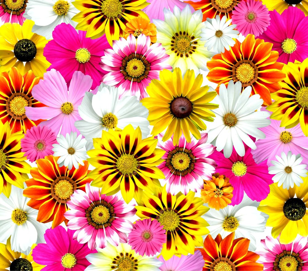 Vibrant Daisy Flower Seamless Pattern