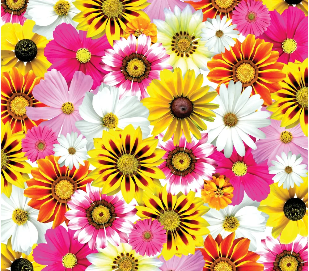 Colorful Daisy Flower Blend