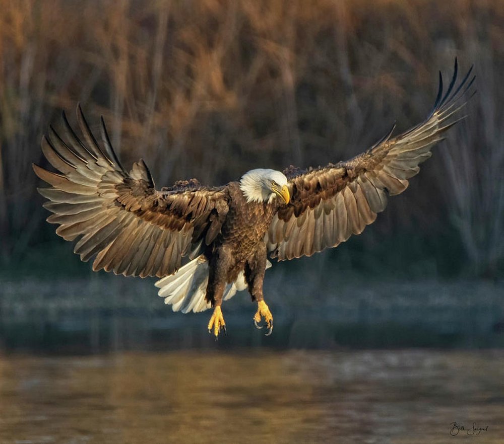Bald Eagle In Flight