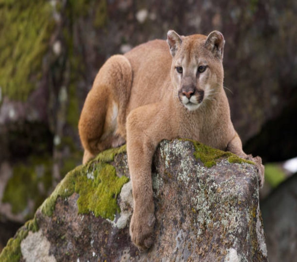 Mountain Lion on Moss Rock