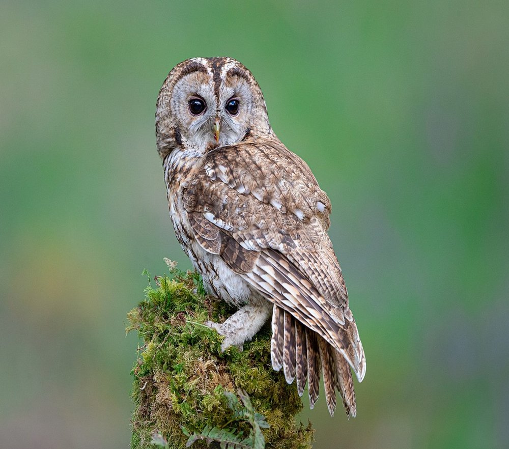Tawny Owl Portrait