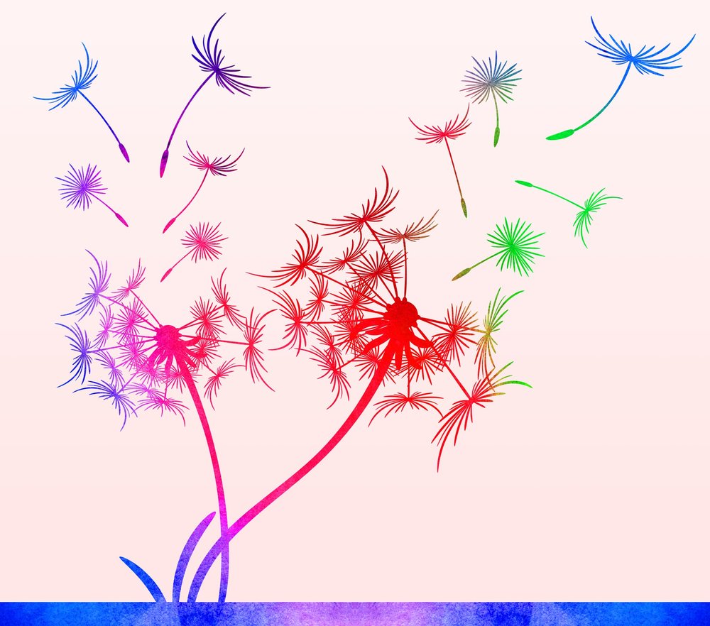 Rainbow Dandelion Botanical