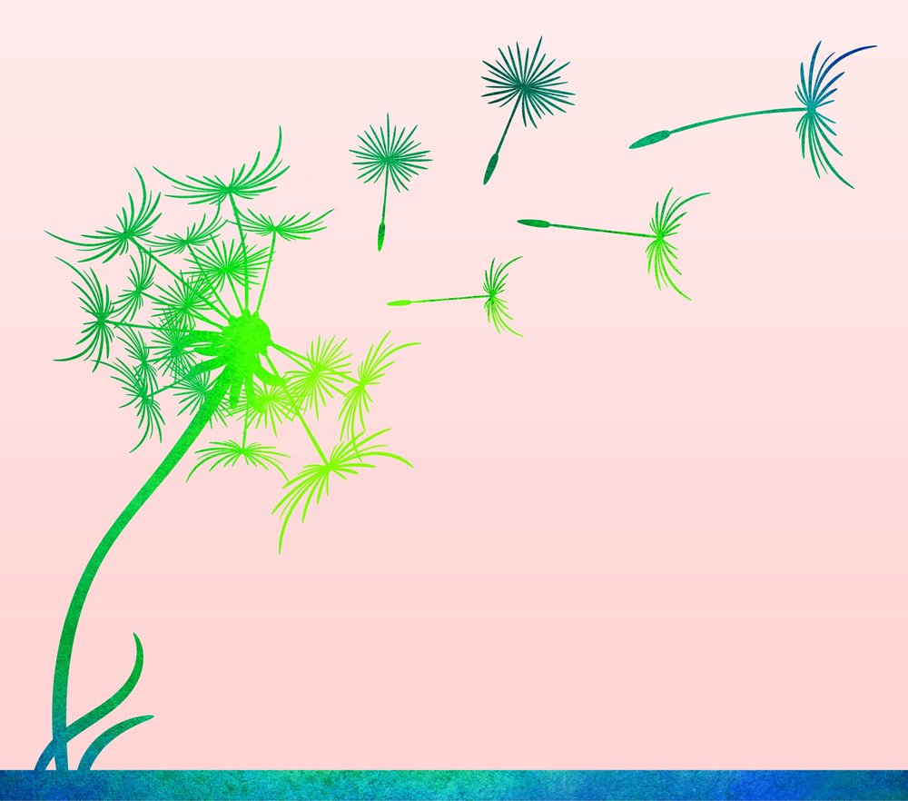 Dandelion Seeds