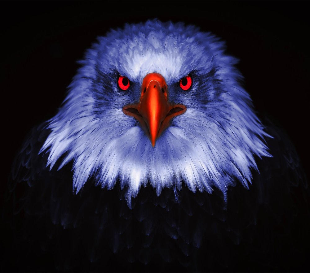 Blue Eagle with Red Eyes