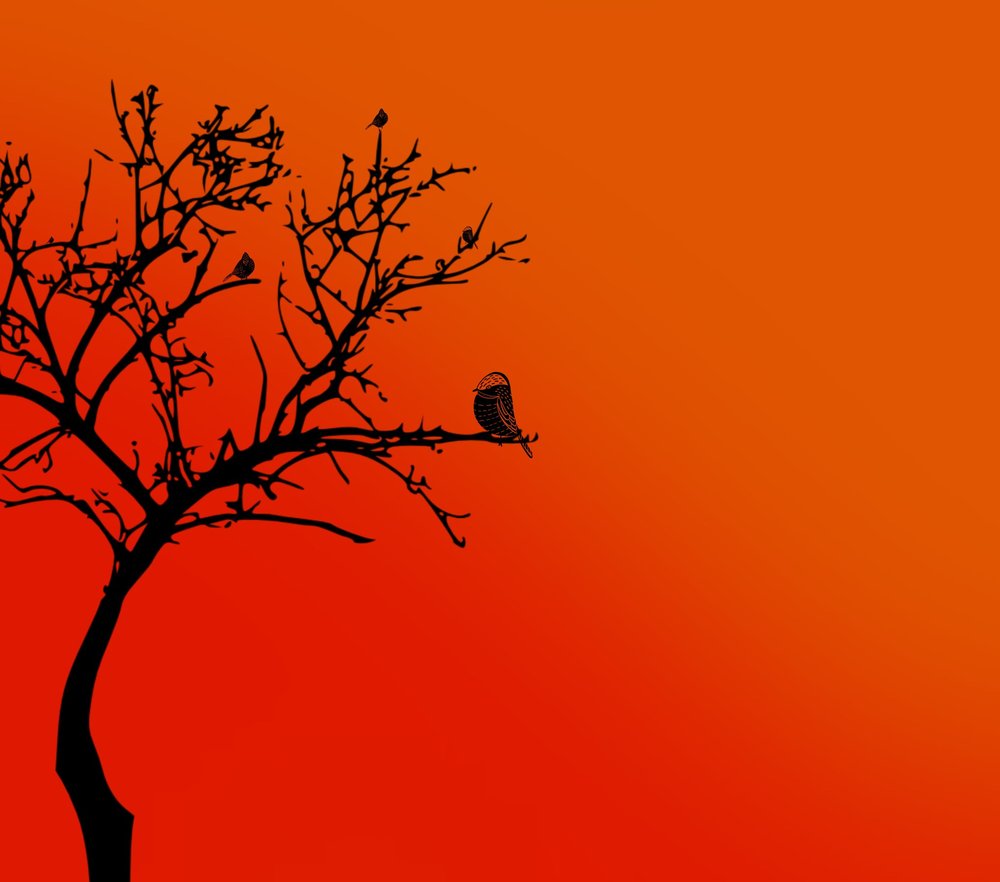 Bird on Dead Tree Silhouette