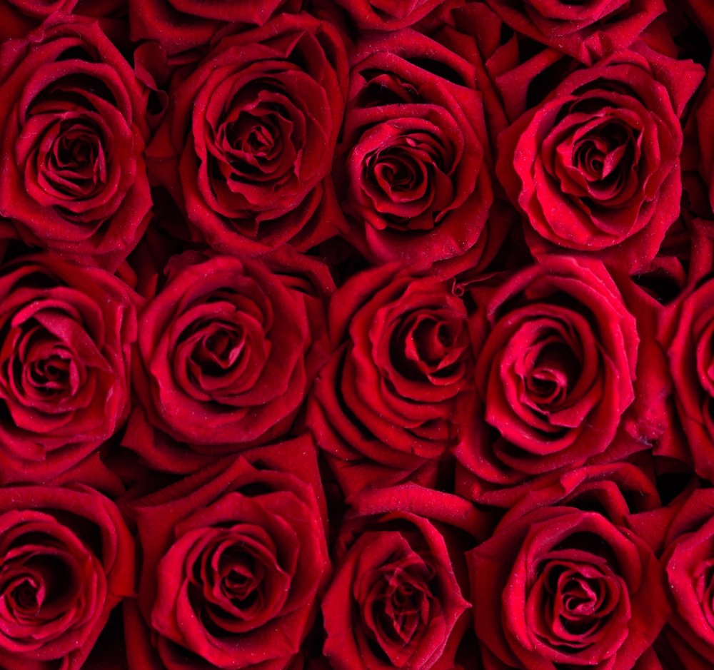 Red Roses Floral Pattern